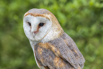 Barn Owl