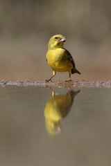 Bully canary, Serinus sulphuratus