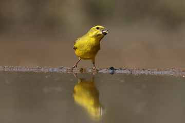 Bully canary, Serinus sulphuratus