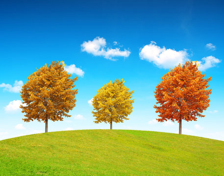Autumn landscape with colorful trees in sunny day.