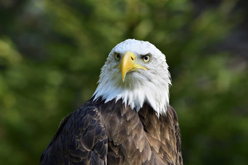 Weisskopfseeadler