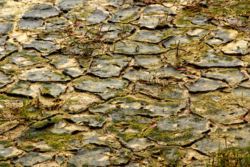 Dry Pond, Nisqually National Wildlife Area, Washington, 2007