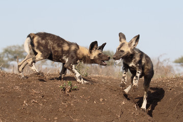 African cape hunting dog, Lycaon pictus