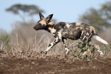 African cape hunting dog, Lycaon pictus
