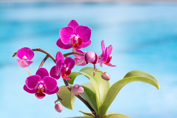 Orchidee am Wasser