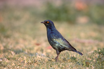 Cape-glossy starling, Lamprotornis nitens