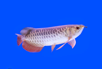 Arowana fish red tail on blue background