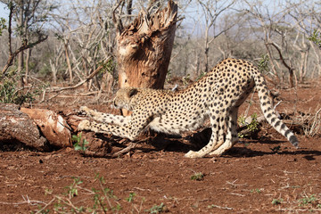 Cheetah, Acinonyx jubatus