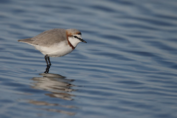 Chestnut-banded plover,  Charadrius pallidus