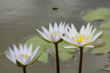 Bee Flying Over Water Lilies 