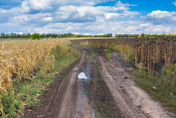 Fototapeta na wymiar Late summer landscape with earth road between maize and sunflower fields in central Ukraine