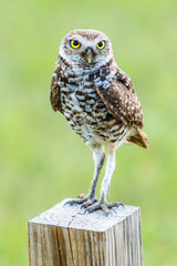 Florida Owl