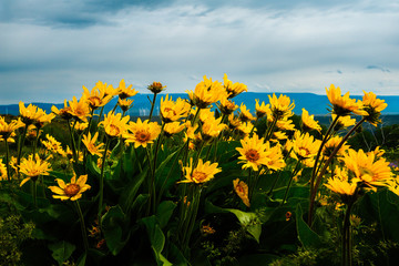 Spring Wildflower Bloom, Kittitas County, Washington, 2011