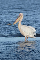 Fototapeta na wymiar Eastern-white pelican, Pelecanus onocrotalus