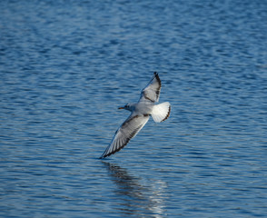 Seagull over the water