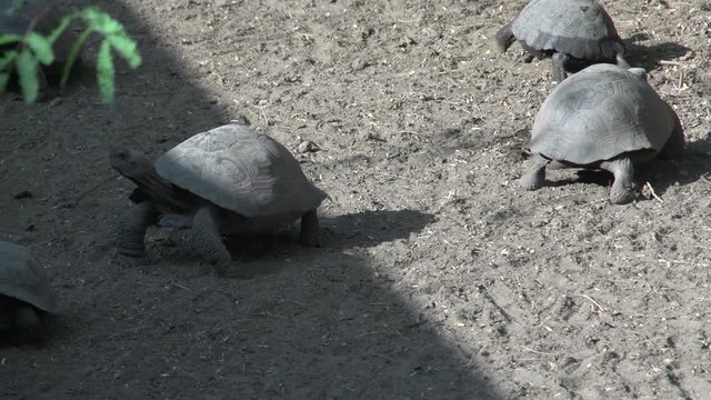 Little Galápagos tortoise walking around at Isabela, Galapagos Islands, Ecuador