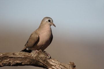 Emerald-spotted wood dove, Turtur chalcospilos