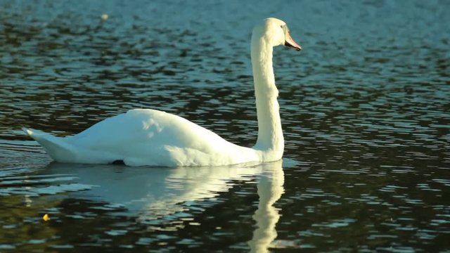 White Swan swimming on the lake