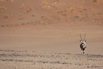 Gemsbok,  Oryx gazella