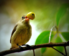 Pale billed flower pecker