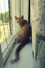 Orange Cat on Windowsilll