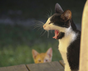 Black and White Kitten Yawning 