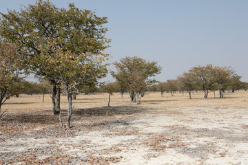 Ghost tree forest, Etoshia National Park