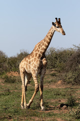 Giraffe, Giraffa camelopardalis