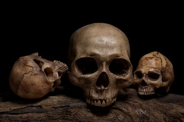still life with three human skulls