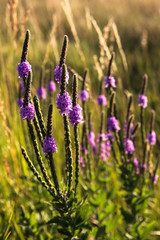 Purple Flowers at Sunset 