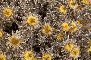 Obraz premium Wild Flowers