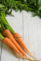 Freshly grown carrots