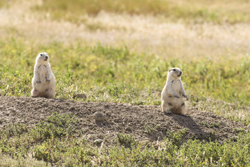 Prairie Dogs Standing Up
