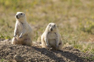 Prairie Dogs Sitting on a Mound of Dirt