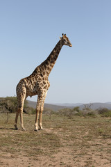 Giraffe, Giraffa camelopardalis