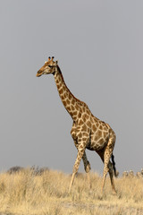 Giraffe, Giraffa camelopardalis