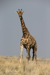 Giraffe, Giraffa camelopardalis