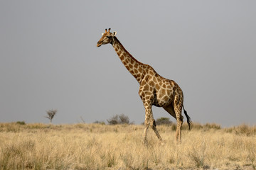 Naklejka na ściany i meble Giraffe, Giraffa camelopardalis