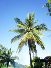 Obraz na płótnie Canvas The Coconut, rice field with Blue sky ,outdoor style