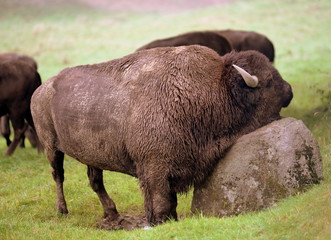 I feel good, huge buffalo bull scratching on a rock