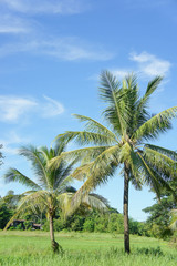 Fototapeta na wymiar The Coconut, rice field with Blue sky ,outdoor style