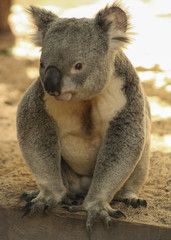 Sitting Koala 