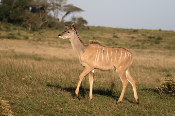 Naklejka premium Greater kudu, Tragelaphus strepsiceros