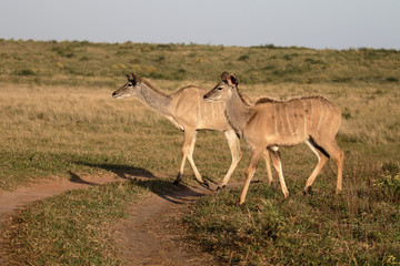 Naklejka na ściany i meble Greater kudu, Tragelaphus strepsiceros