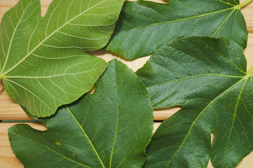 Close up of green fig leaves on a wooden table. Nutrition and healthy lifestyles