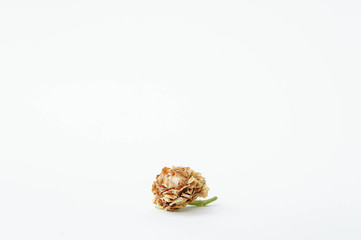 dry jasmine on white background, dry flower vintage style