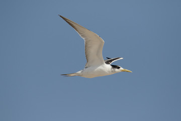 Fototapeta na wymiar Greater-crested tern, Thalasseus bergi