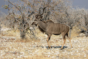 Greater kudu, Tragelaphus strepsiceros