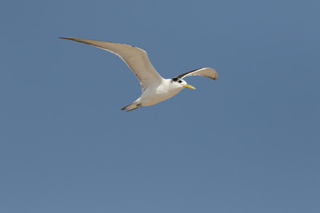 Fototapeta na wymiar Greater-crested tern, Thalasseus bergi