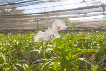 Beautiful Dendrobium Orchid garden